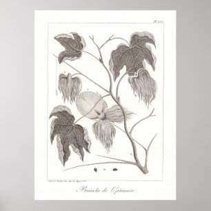 Cotton Plant Poster Antique Botanical Illustration