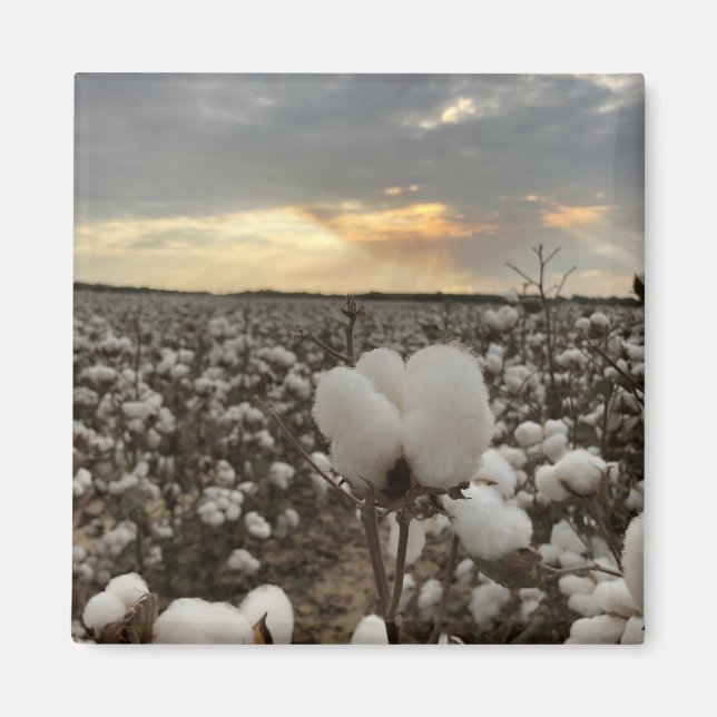Cotton Sunset Magnet (Front)