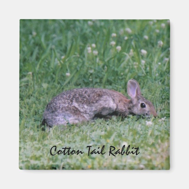 Cotton Tail Rabbit magnet (Front)