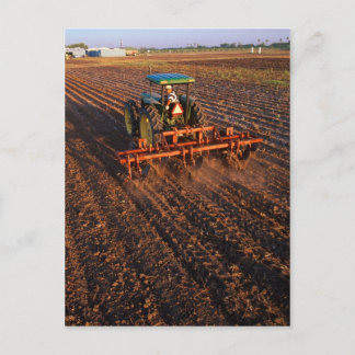 Cotton test field postcard