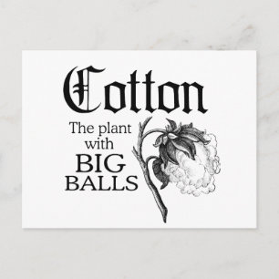 COTTON THE PLANT WITH BIG BALLS POSTCARD