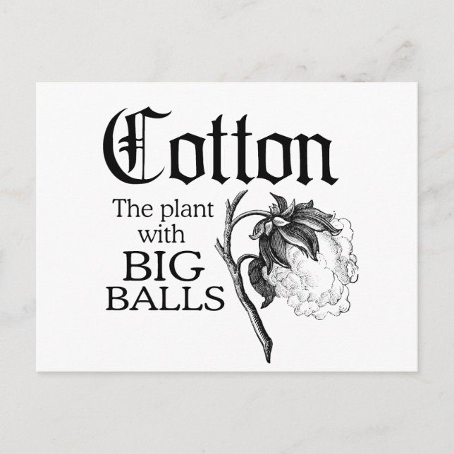 COTTON THE PLANT WITH BIG BALLS POSTCARD (Front)