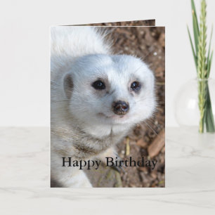 Cotton The White Meerkat, Birthday Card