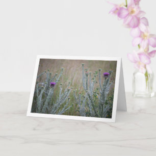 Cotton Thistle, Onopordum Plant Card