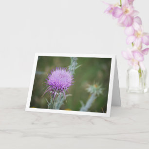 Cotton Thistle, Onopordum Plant Card