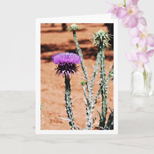 Cotton Thistle, Onopordum Plant Portrait Card (Orchid)