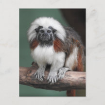 Cotton-top Tamarin