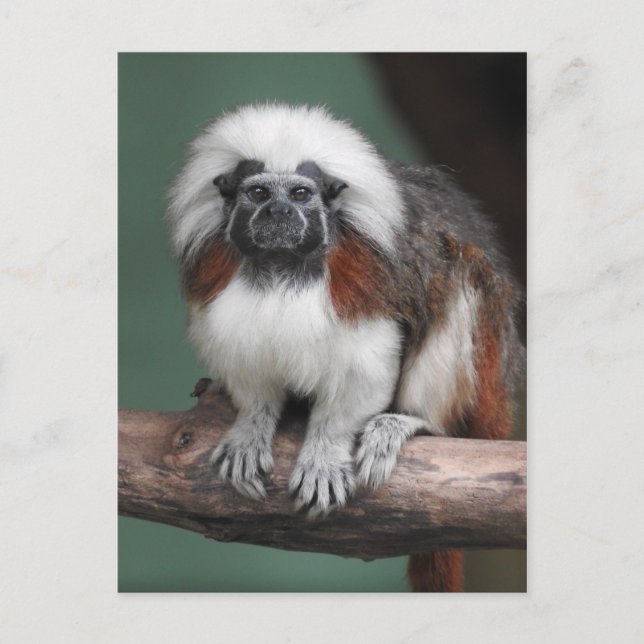 Cotton-top Tamarin Announcement Postcard (Front)