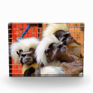COTTON -TOP TAMARIN MONKEYS PHOTO BLOCK