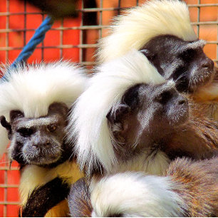 COTTON -TOP TAMARIN MONKEYS PHOTO BLOCK
