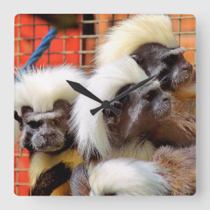 COTTON -TOP TAMARIN MONKEYS SQUARE WALL CLOCK