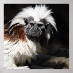 Cotton-top Tamarin Poster