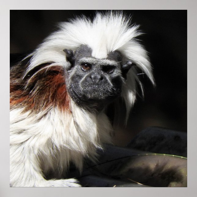 Cotton-top Tamarin Poster (Front)