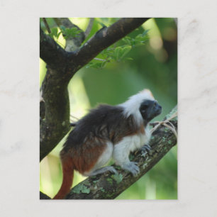 Cotton Topped Tamarin Postcard