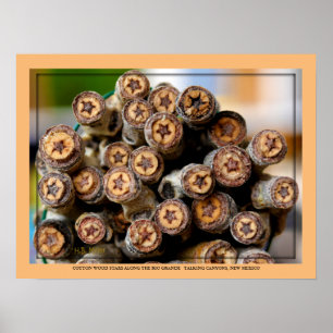 COTTON WOOD STARS ALONG THE RIO GRANDE POSTER
