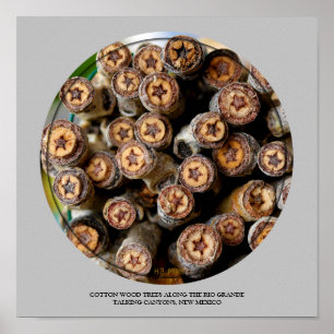 COTTON WOOD STARS ALONG THE RIO GRANDE POSTER