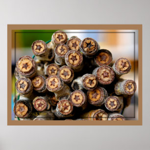 COTTON WOOD STARS ALONG THE RIO GRANDE   TALKING C POSTER
