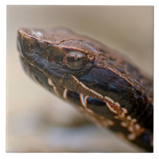 Cottonmouth Closeup Ceramic Tile
