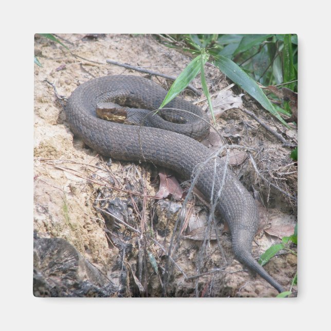 Cottonmouth Snake Basking Magnet (Front)