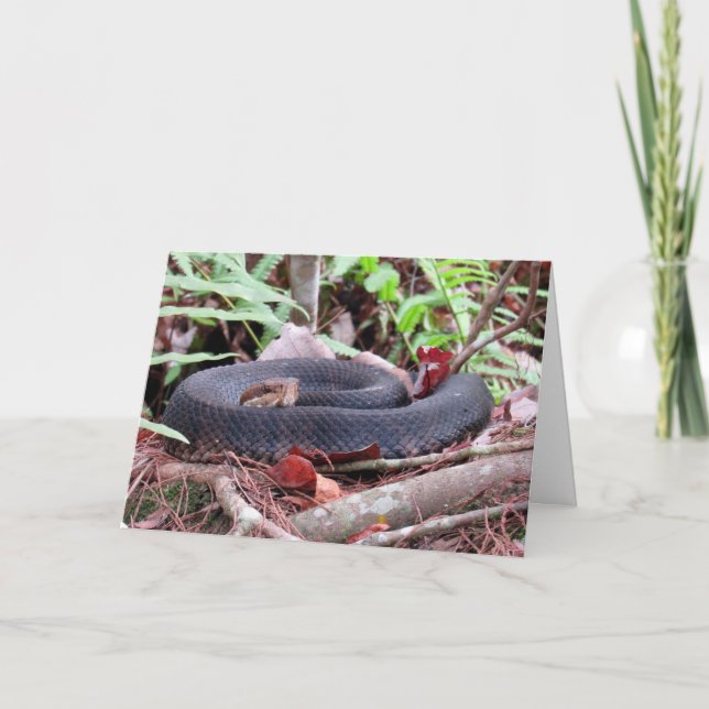 Cottonmouth Snake Greeting Card (Front)