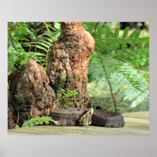 Cottonmouth (Water Moccasin) Snake on Boardwalk  Poster