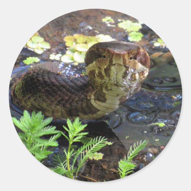 Cottonmouth / Water Moccasin / Snake  Stickers (Front)