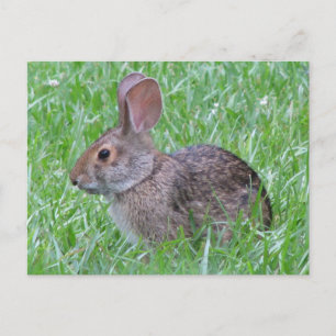 Cottontail in Grass Postcard