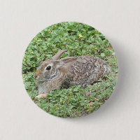 Cottontail rabbit