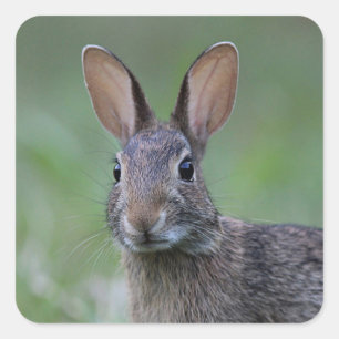 Cottontail rabbit close up square sticker