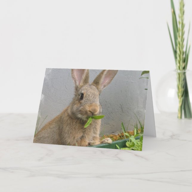 Cottontail Rabbit Greeting Card (Front)