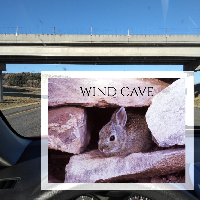 Cottontail Rabbit Hiding in Rocks, Wind Cave NP Postcard (Creator Uploaded)