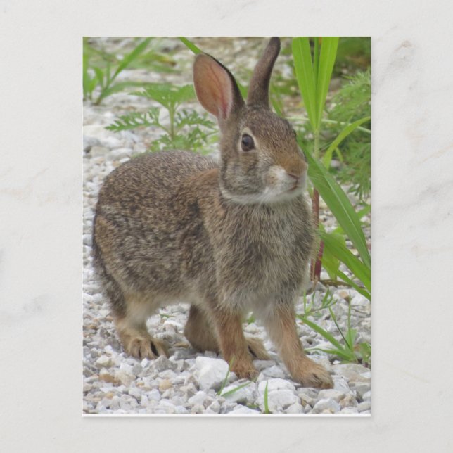 Cottontail Rabbit Postcard (Front)