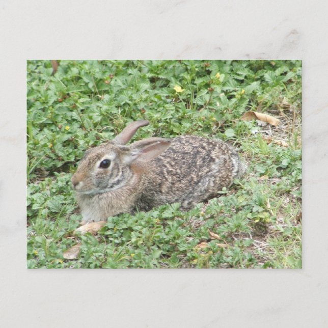 Cottontail rabbit postcard (Front)