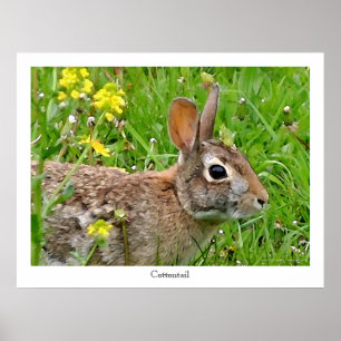 Cottontail Rabbit Print