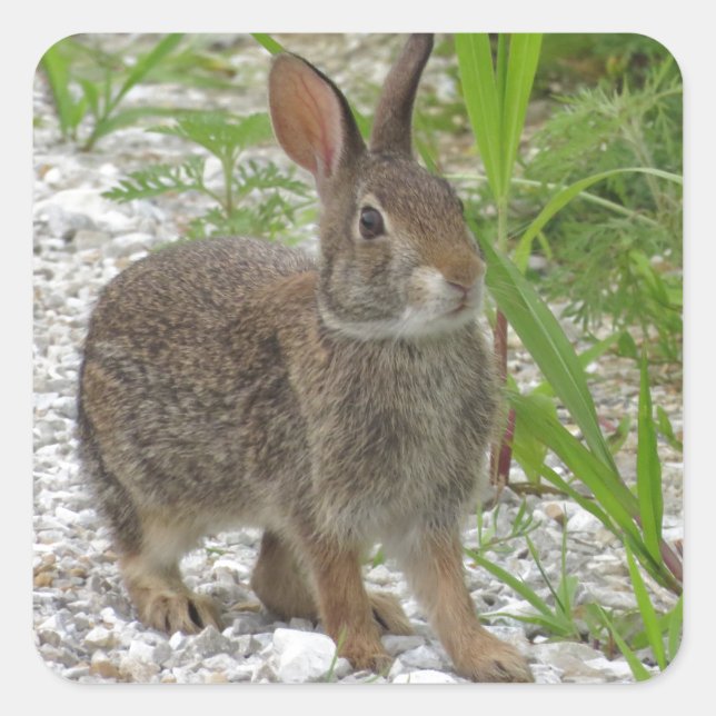 Cottontail Rabbit Square Sticker (Front)