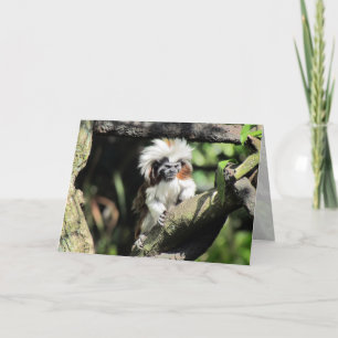 Cottontop Tamarin Greeting Card