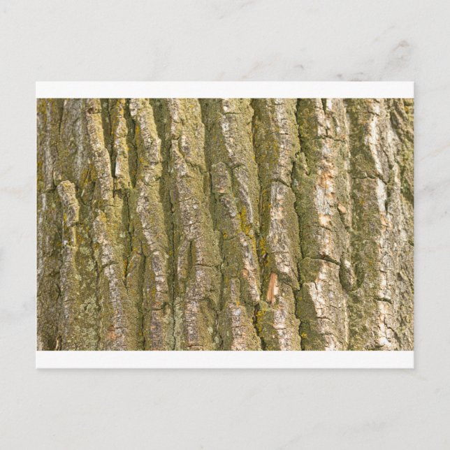 Cottonwood Tree Bark Texture Postcard (Front)