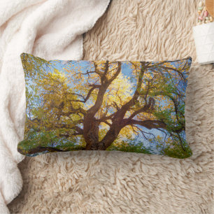 Cottonwood Tree   Capitol Reef National Park, Utah Lumbar Cushion