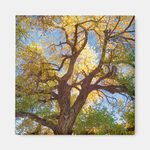 Cottonwood Tree Capitol Reef National Park, Utah Magnet
