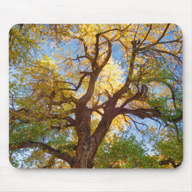 Cottonwood Tree | Capitol Reef National Park, Utah Mouse Pad (Front)