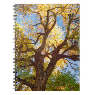Cottonwood Tree Capitol Reef National Park, Utah Notebook