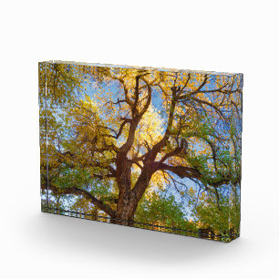 Cottonwood Tree Capitol Reef National Park, Utah Photo Block
