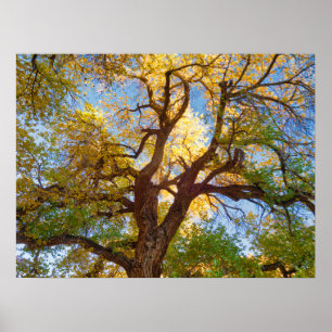 Cottonwood Tree   Capitol Reef National Park, Utah Poster