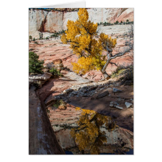 Cottonwood Tree In Fall Colours