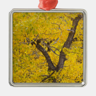 Cottonwood tree in peak fall colours in Glacier Metal Ornament