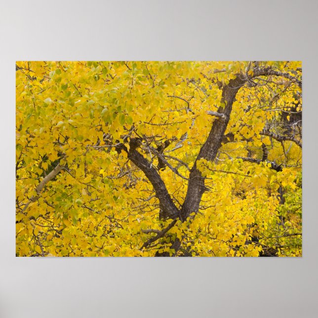 Cottonwood tree in peak fall colours in Glacier Poster (Front)