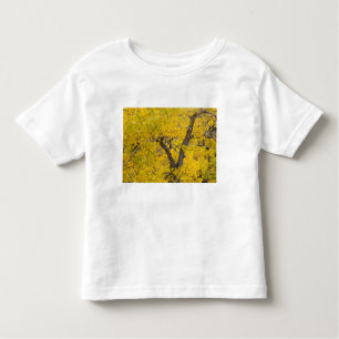Cottonwood tree in peak fall colours in Glacier Toddler T-Shirt