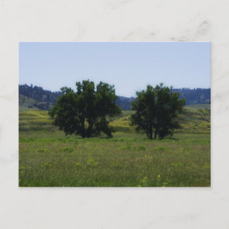 Cottonwood Trees Postcard