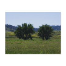 Cottonwood Trees