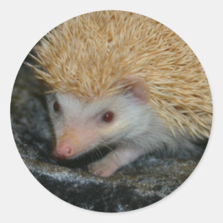 Cotty Cutie sticker